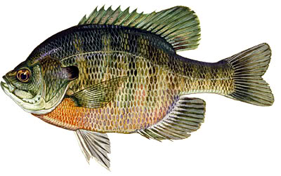 Panfish Identification Bluegill