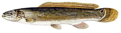 Rough Fish Identification Bowfin