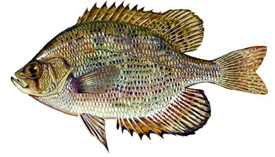 Panfish Identification Flier