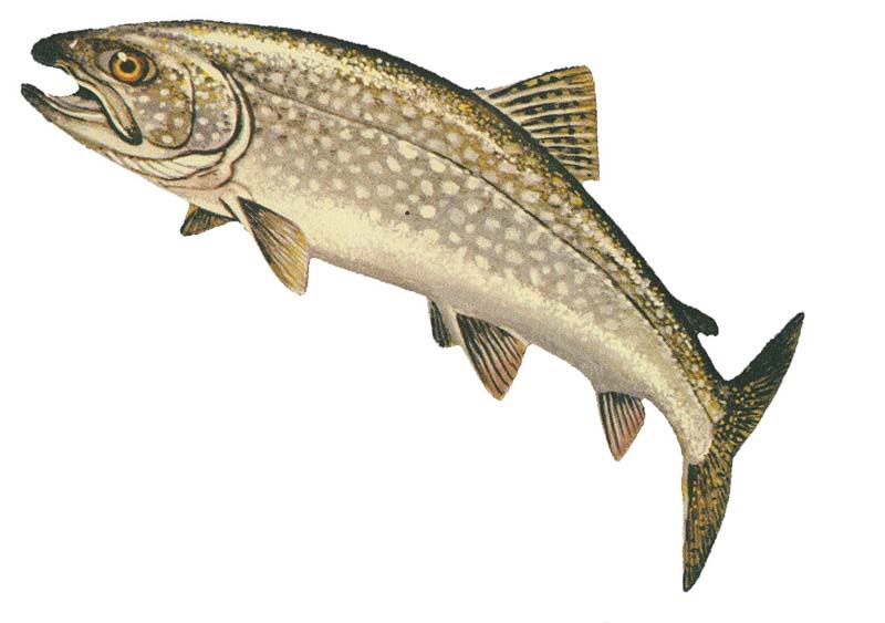 Trout Identification. Lake_Trout_GLERL