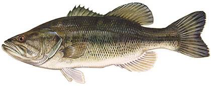 Bass Identification LargemouthBass