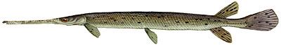 Rough Fish Identification Longnose-Gar