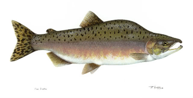 Trout Identification. Pink_salmon_FWS