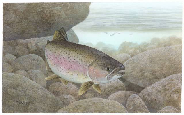 Trout Identification. Rainbow_trout_FWS_1