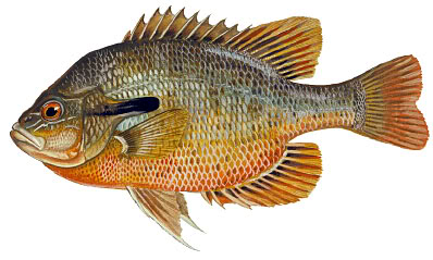 Panfish Identification Redbreast