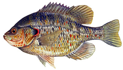 Panfish Identification Redear