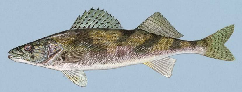 Walleye/Sauger Identification Saugernctc