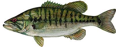 Bass Identification Shoal-Bass