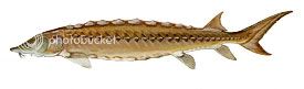 Rough Fish Identification Shortnose-sturgeon-sm