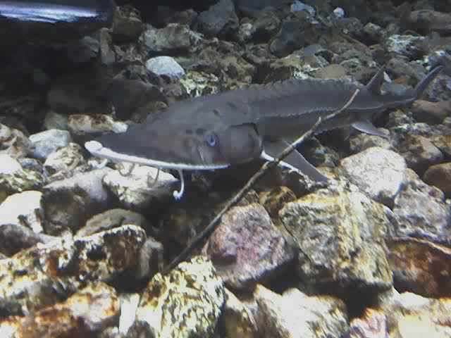 Sturgeon Identification. Shovelnose_Sturgeon_01-19-08_1241