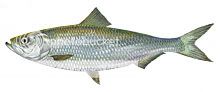 Rough Fish Identification Skipjack-herring-sm