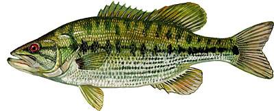 Bass Identification Spotted-Bass