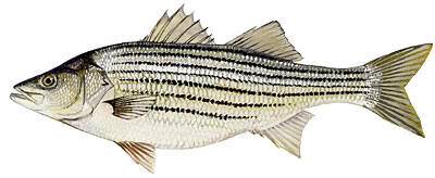 Bass Identification Striped-Bass