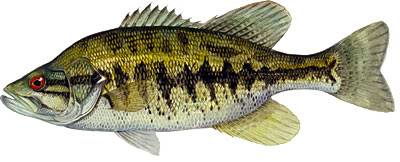 Bass Identification Suwannee-Bass