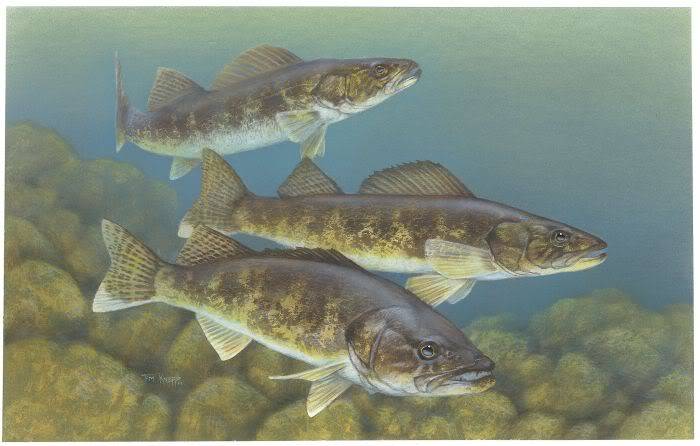 Walleye/Sauger Identification Walleye_painting