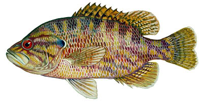 Panfish Identification Warmouth