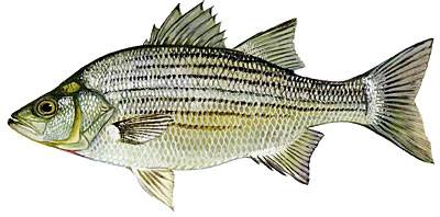 Bass Identification White-Bass