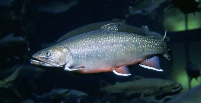 Trout Identification. Brook