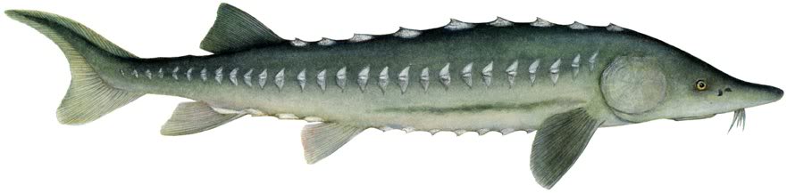 Sturgeon Identification. Green