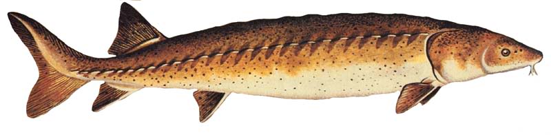 Sturgeon Identification. Lakesturgeon