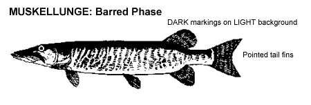 Muskellunge Identification Muskie_bar