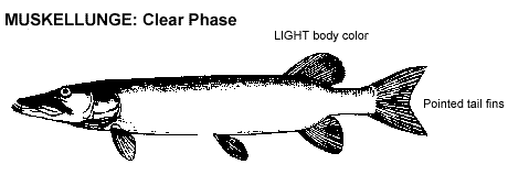 Muskellunge Identification Muskie_clear