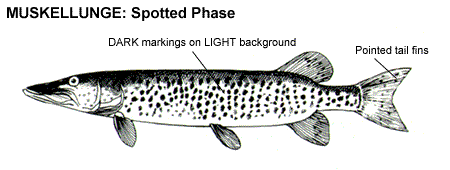 Muskellunge Identification Muskie_spot