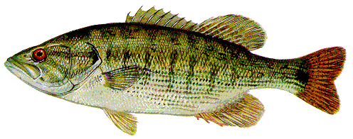 Bass Identification Redeye