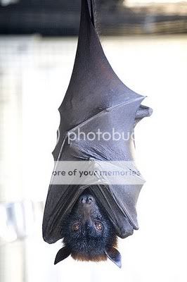 Association d'images (suite 1) - Page 22 Chauve_souris