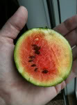 Tiny Watermelons. 8faf1db9-1