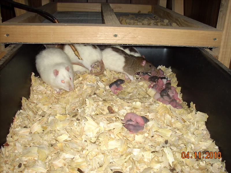 My Feeder Rat Colony GoodBabyPile