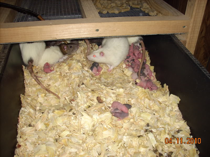 My Feeder Rat Colony LotsofBabies