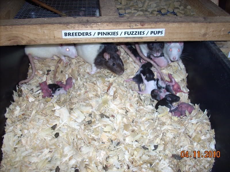 My Feeder Rat Colony MoreBabies