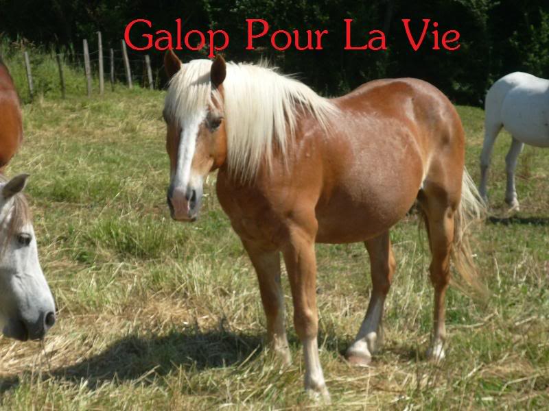 DAVY QUINICK hongre haflinger 18 ans - placé hors association Davy2