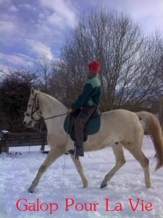 Ouschkan, Hongre 14 ans, placé hors association Ouschkan1