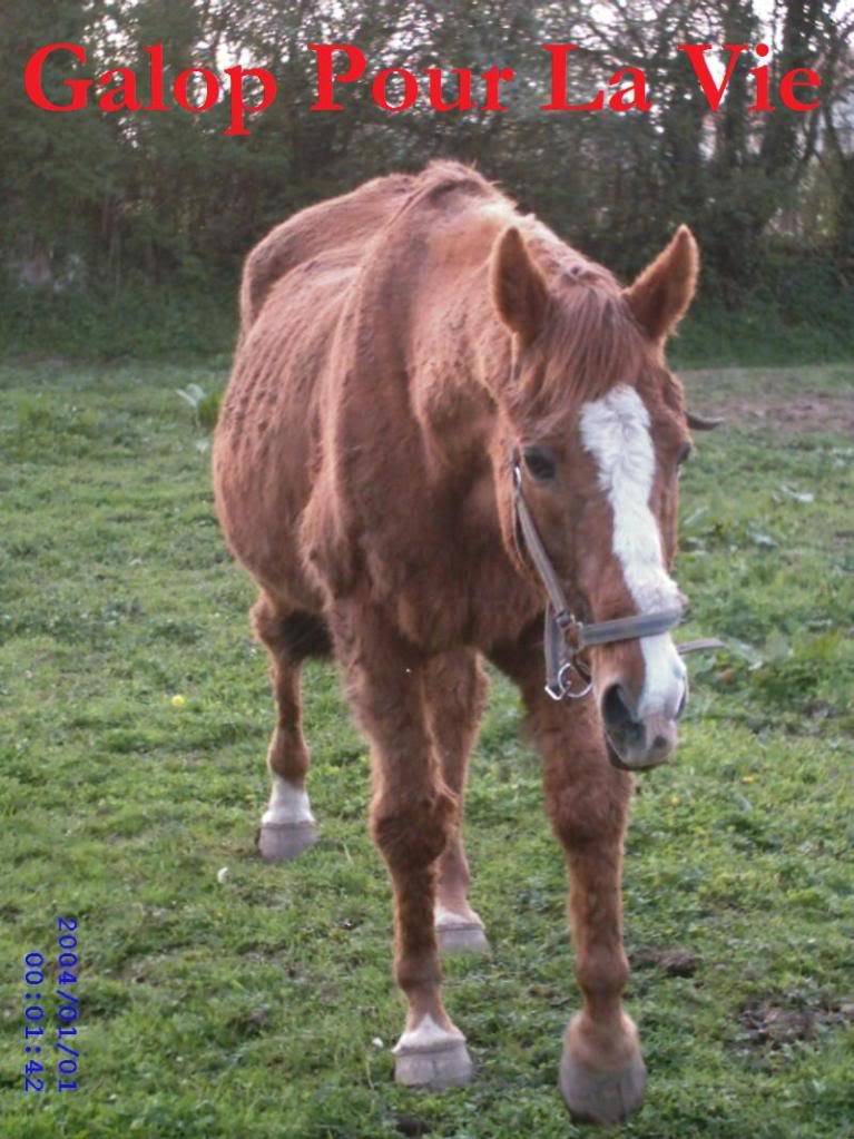 SAINT ROBERT pur sang 22 ans non montable - Page 3 StRobert3