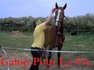 (50) Start, magnifique trotteur entier de 3 ans - Page 3 Start5