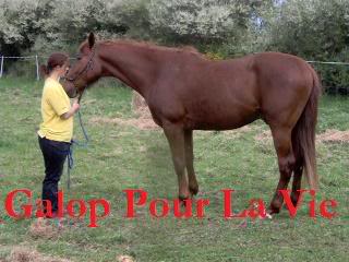 (50) Start, magnifique trotteur entier de 3 ans - Page 3 Start6