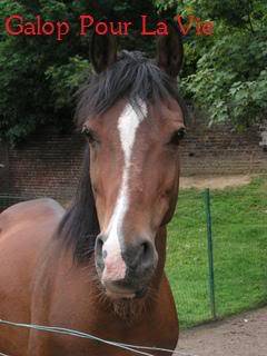 CHAMIL - ONC typé PSAR né en 1990 - adopté en juillet 2009 par minet Chamil11