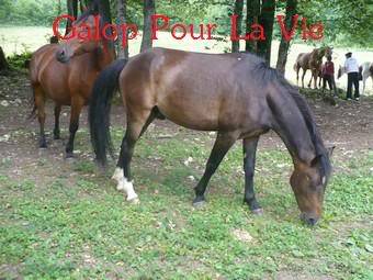 KENTUCKY  - OI Poney né en 2002 - adopté en juillet 2009 par Jademp Kentucky2