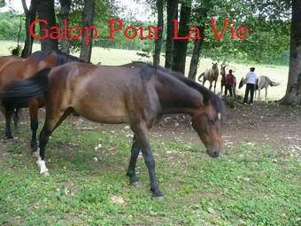 KENTUCKY  - OI Poney né en 2002 - adopté en juillet 2009 par Jademp Kentucky3