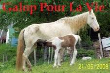 NAOMIE - ONC selle typée Appaloosa née en 2001 - adoptée en mai 2009 par Véronique Naomie11