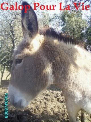 Paquerette, anesse 7 ans Paquer11