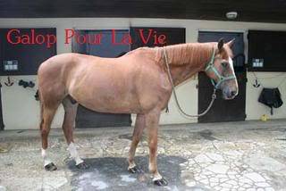 Cadou Dal hongre 19ans - placé hors association Cadouenpiedx