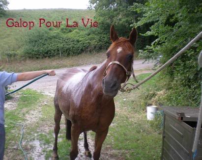 VENUS  jument cheval de selle 22 ans  700e montable - Page 2 Vnus1810