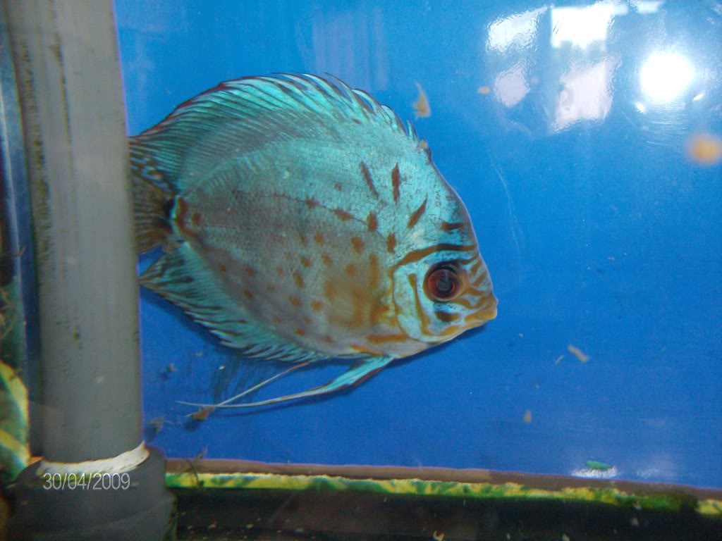 Fotogaleria - Discus HPIM1431