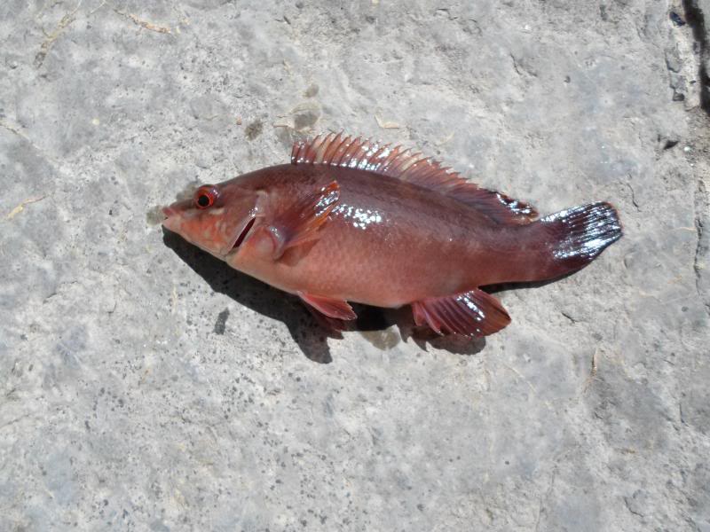 Holyhead breakwater species hunt SAM_0021