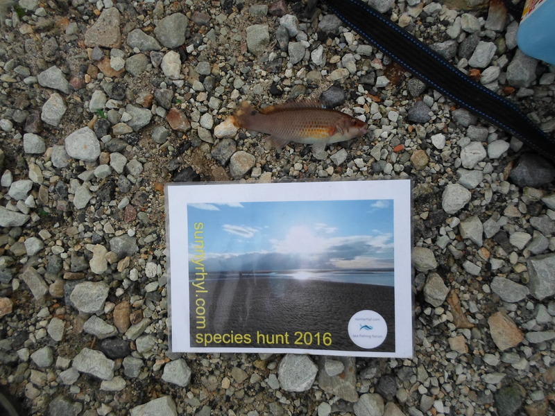 Squidward`s 2016 species hunt SAM_0348