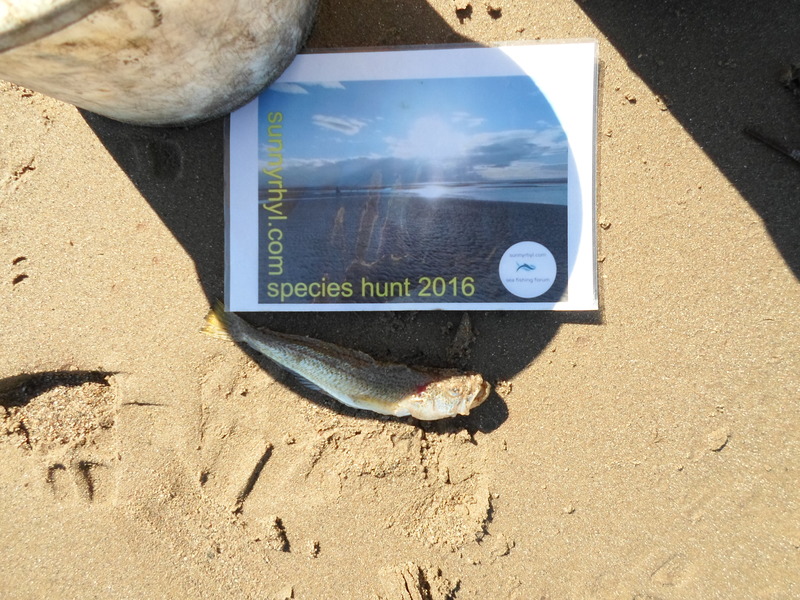 Squidward`s 2016 species hunt SAM_0352