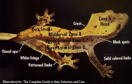 Crested Gecko Morphs ZoneChart